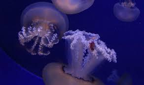 Aquarium von Cala Gonone