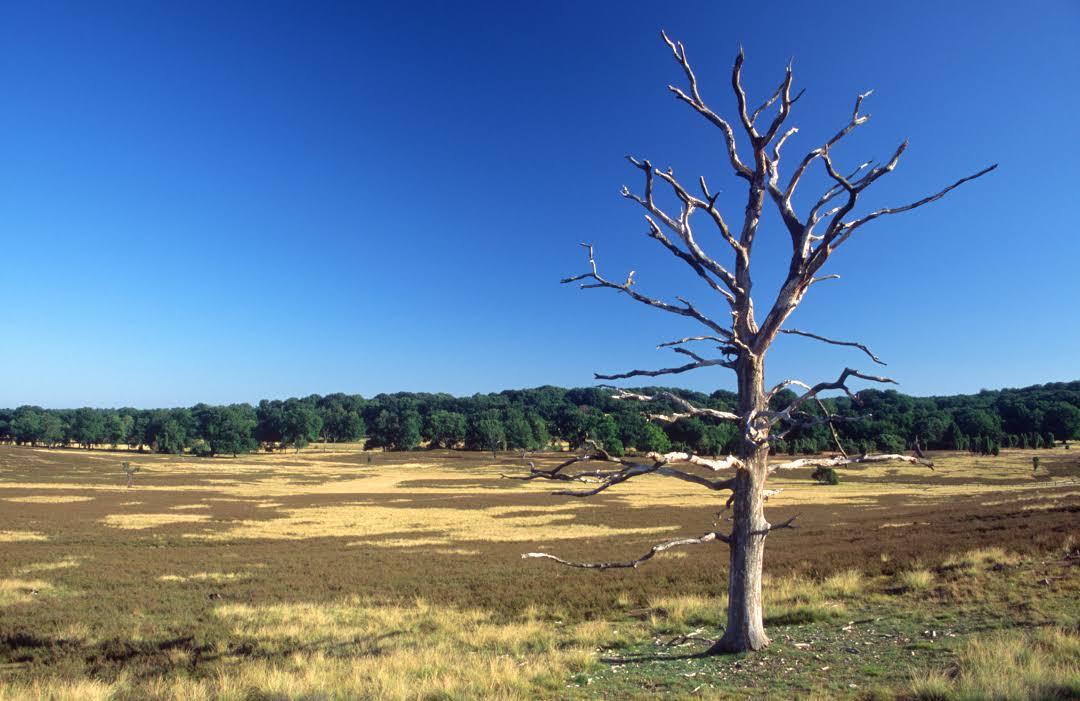 Wildpark Lüneburger Heide