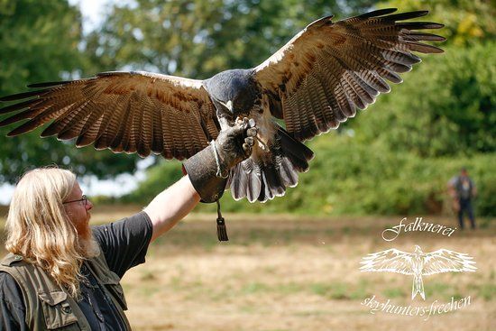 Himmelsjäger in der Natur -Friechen