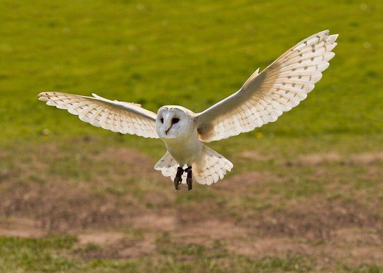 North Somerset Bird of Prey Centre