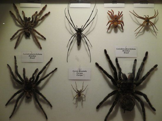 Welt der Schmetterlinge