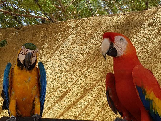 L'Elevage d'Oiseaux Exotique