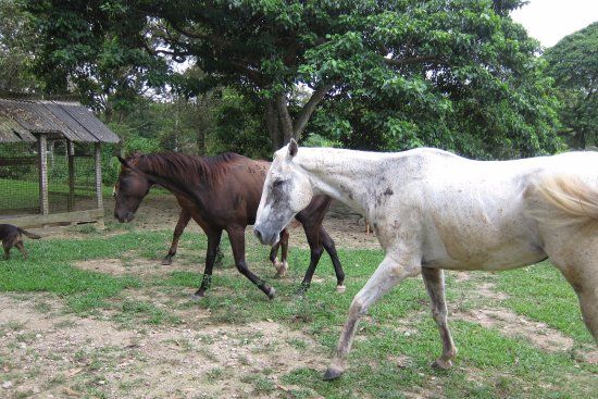 Noah's Ark Natural Animal Sanctuary