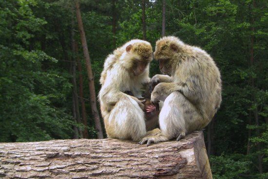 Wildpark Bad Mergentheim