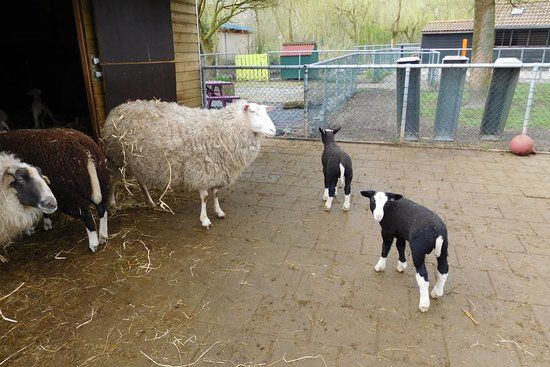 Kinderboerderij de Klepperhoeve