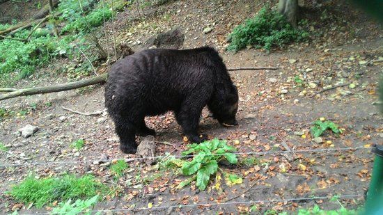 Alternativer Bärenpark Worbis