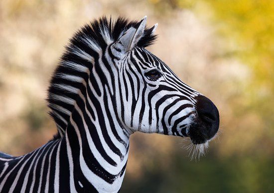 Abenteuerland Walter Zoo