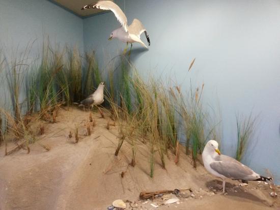 Naturzentrum Amrum des Öömrang Ferian i.f.