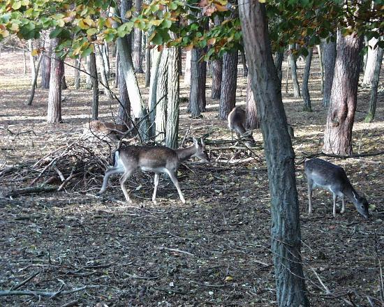 Tierpark Ueckermünde