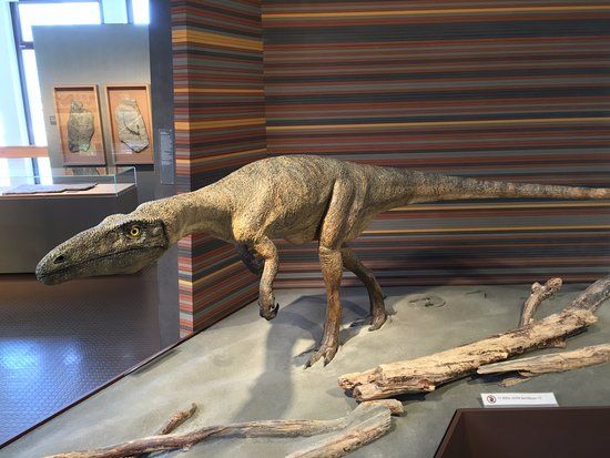 Bündner Naturmuseum