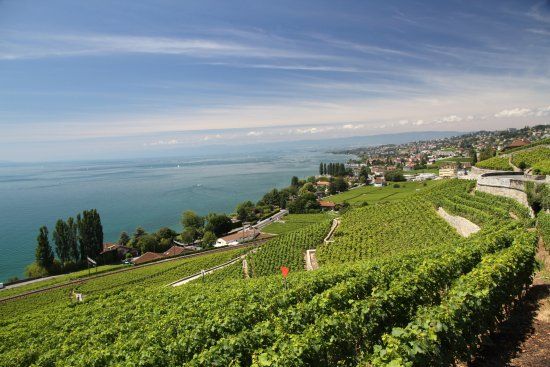Weinberg-Terrassen von Lavaux
