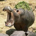 Xiang China-Restaurant