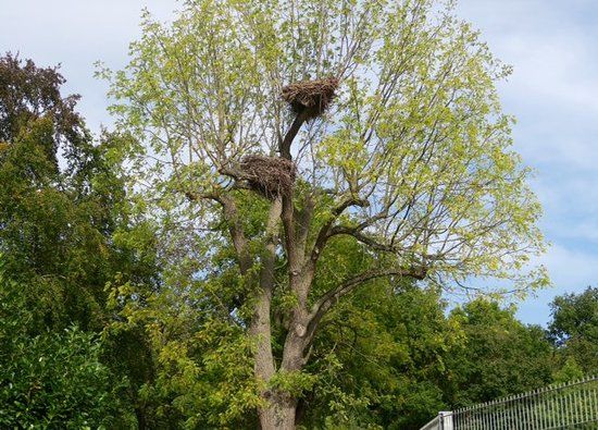 Fasanerie Groß-Gerau