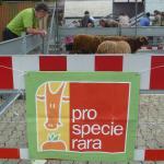 Restaurant Gommer-Traff