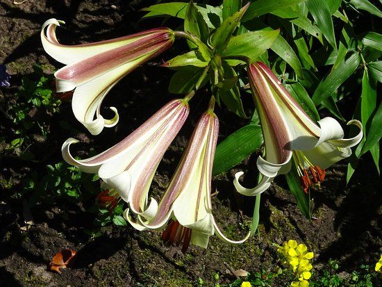 Botanischer Garten Kerkrade