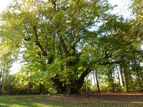 Riesenlinde zu Heede