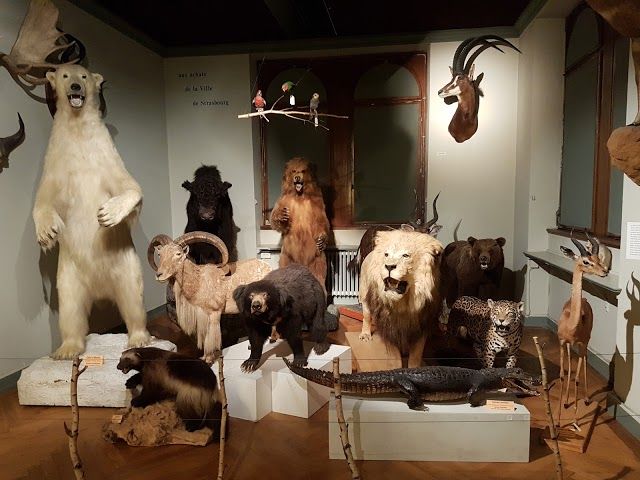 Zoologisches Museum Straßburg