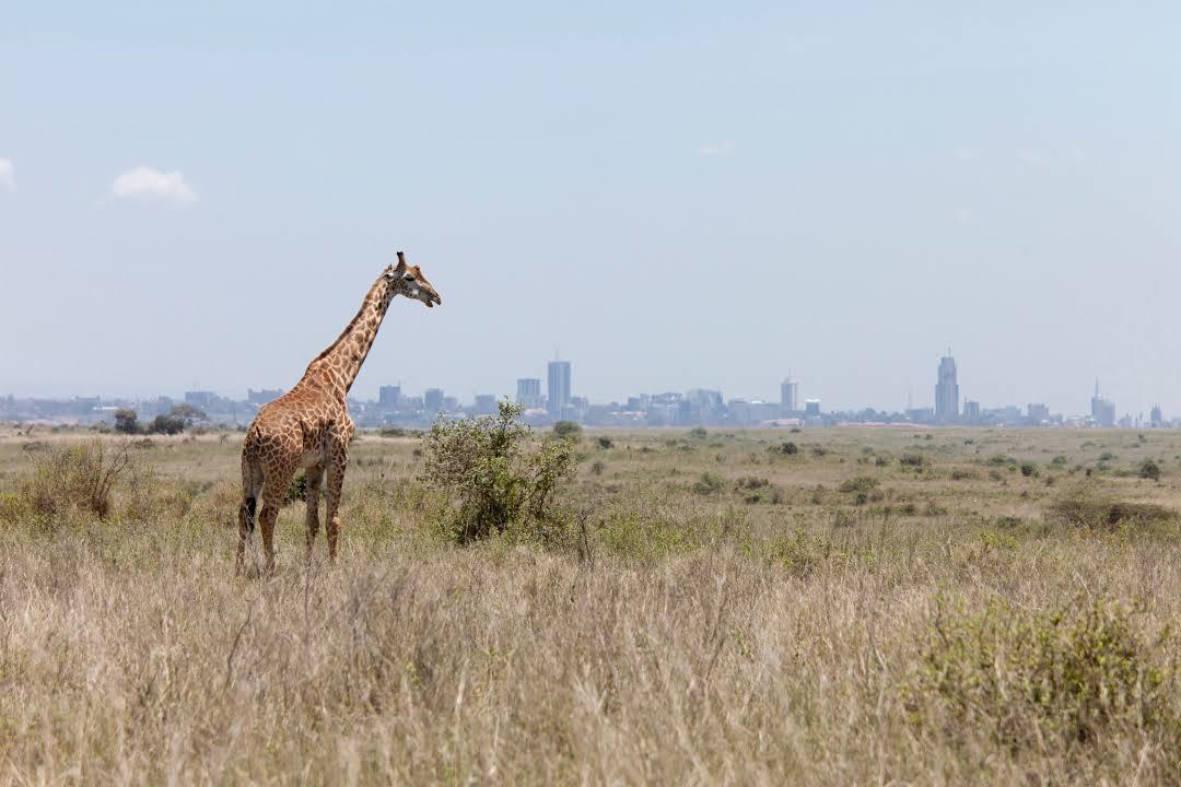Nairobi-Nationalpark
