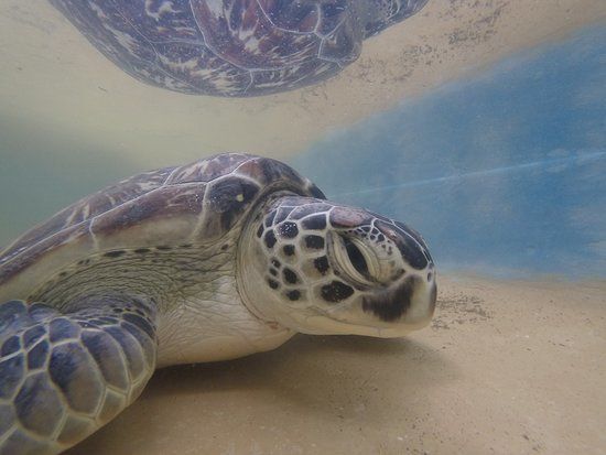 Local Ocean Conservation