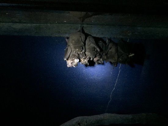 Zoo The Bat Jungle Monteverde