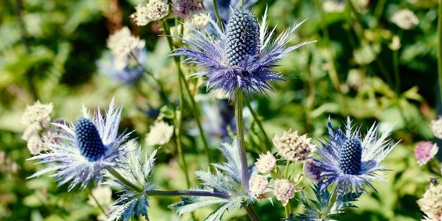 Botanischer Alpengarten Schynige Platte