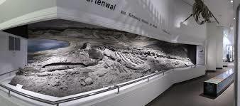 Museum für Natur und Umwelt