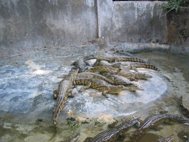 Krokodil- und Schlangenfarm in Malindi