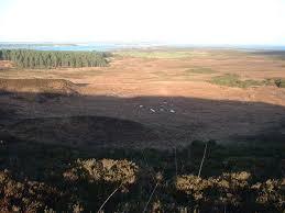 Studland and Godlingston Heath National Nature Reserve