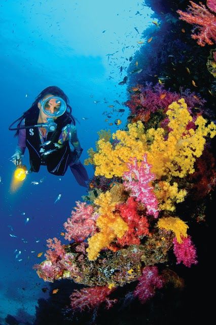 Sea Bees Diving - Phuket