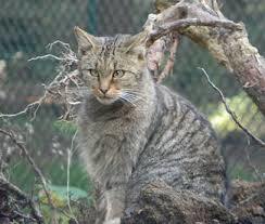 Wildkatzengehege Bad Harzburg