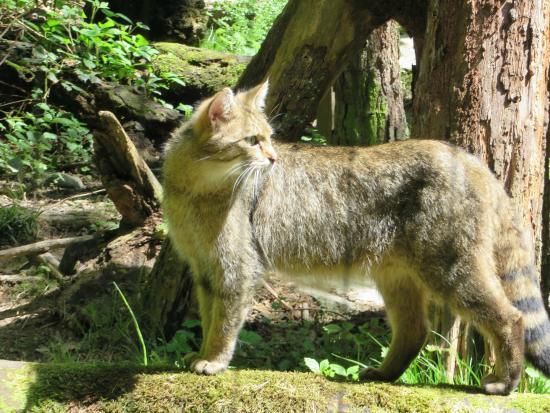 Wildnispark Zürich Langenberg