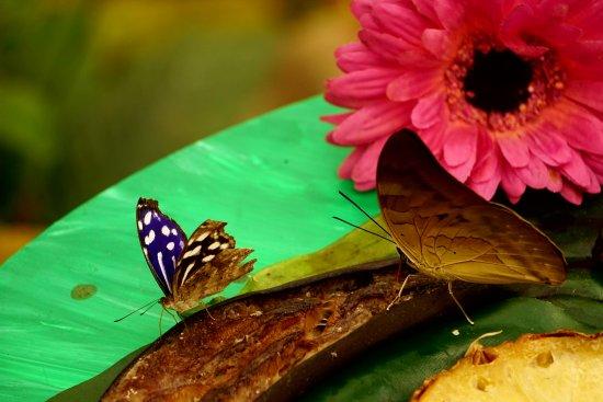 Garten der Schmetterlinge
