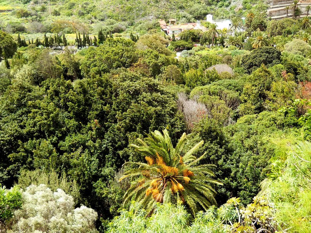 Jardín Botánico Canario Viera y Clavijo