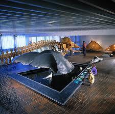 Naturhistorisches Museum Göteborg