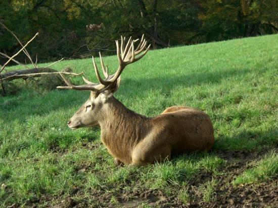 Forsthaus Remstecken