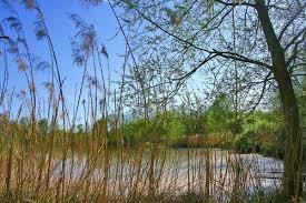 Naturschutzgebiet Petite Camargue Alsacienne