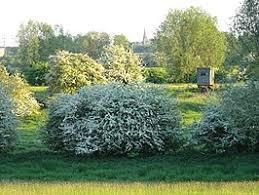 Naturschutzgebiet Emmericher Ward