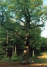 Wanderheim Dicke Eiche