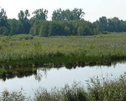 Federbachbruch zwischen Muggensturm und Malsch