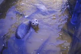 Fischtreppe Geesthacht