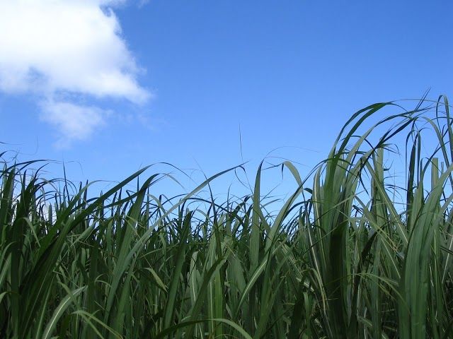 Alexander & Baldwin Sugar Museum