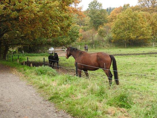 Restaurant Redox House