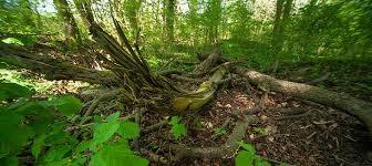 Kühkopf-Knoblochsaue