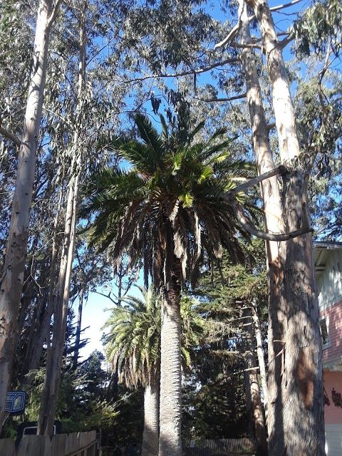 Monarch Butterfly Sanctuary