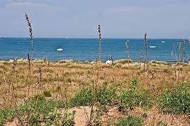 Alberoni Sand Dune Oasis