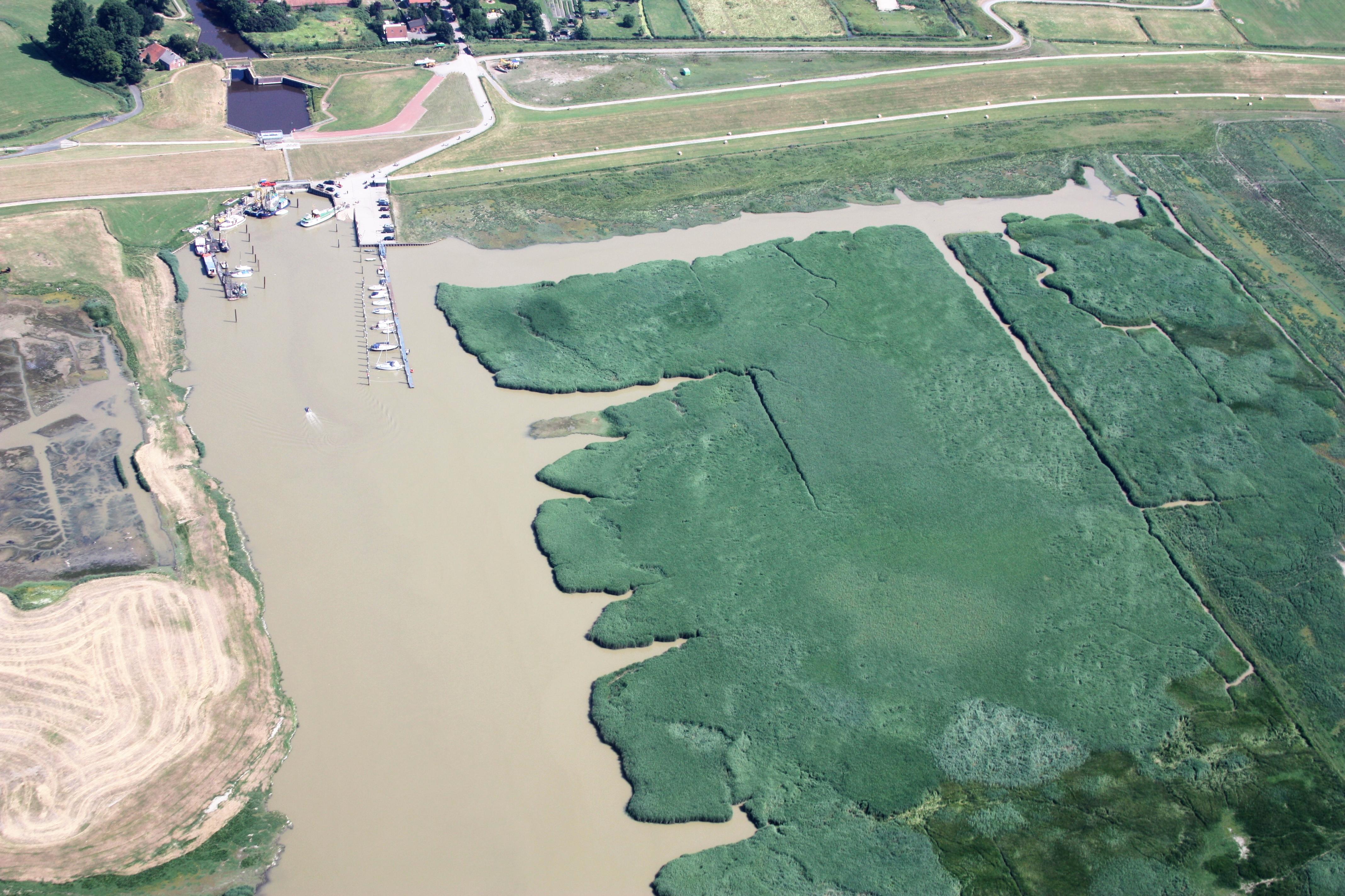 Petkumer Deichvorland