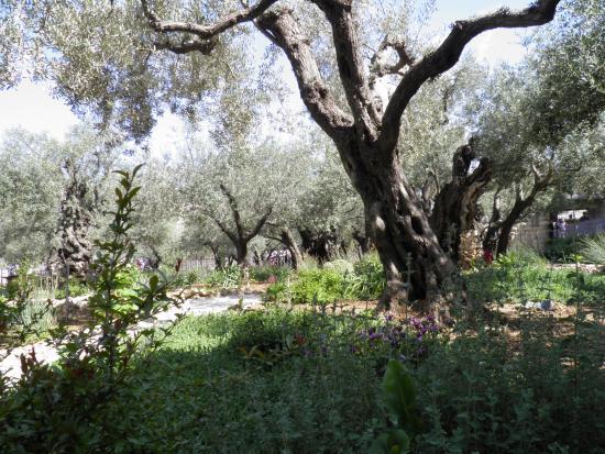Garten Gethsemane