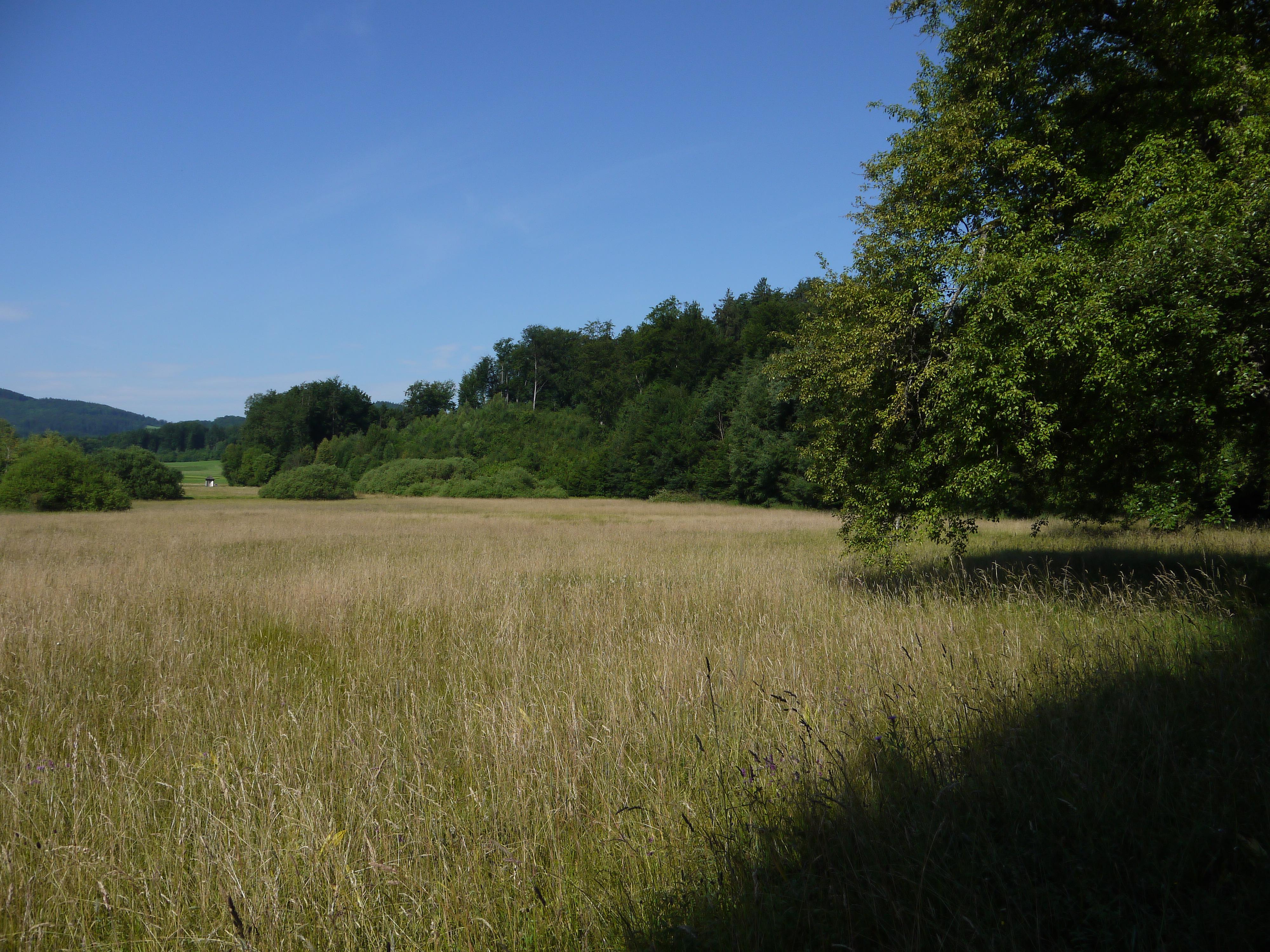 Feuchtbodensiedlung Gerlhamer Moor