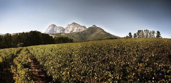 Weingut Backsberg Estate Cellars