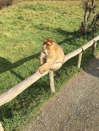 Affen- & Vogelpark Eckenhagen
